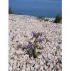 Un fiore sulla massicciata